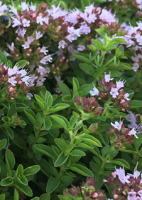 Origanum vulgare 'Humile'